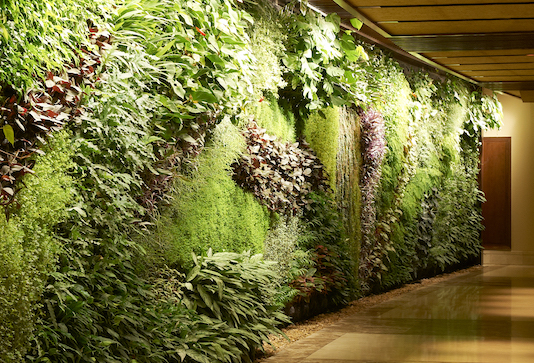 Green Wall & Vertical Garden